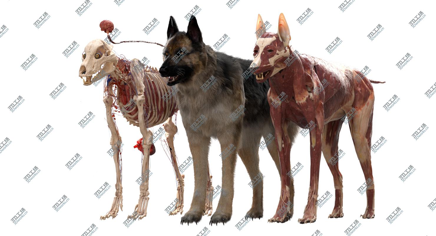 images/goods_img/20210113/3D Shepherd Dog Anatomy/3.jpg